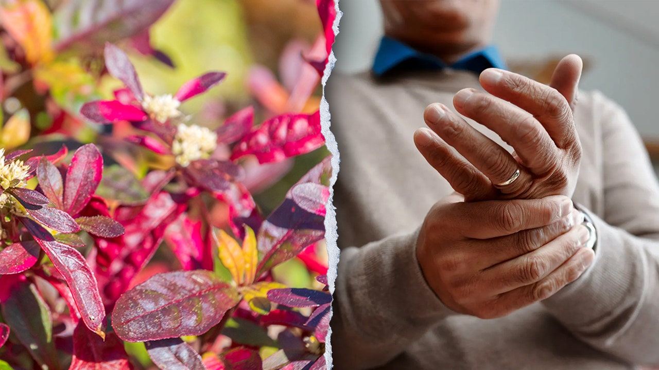 Brazilian plant shows promise for arthritis treatment in lab study